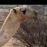 Фото профиля ابو عبدالله
