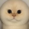 れれれのれ's profile picture