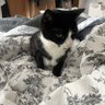 Ndumiso profil fotoğrafı