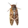 Фото профиля 考えるセミ🐝