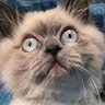 Kittieslove profil fotoğrafı