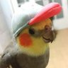 Calopsita de Boné's profile picture