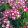 Фото профиля Phlox