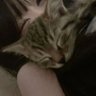ふらわー's profile picture