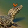 Jacarol 🐊 profil fotoğrafı
