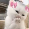 𝐋𝐨𝐥𝐨 ★ 的头像