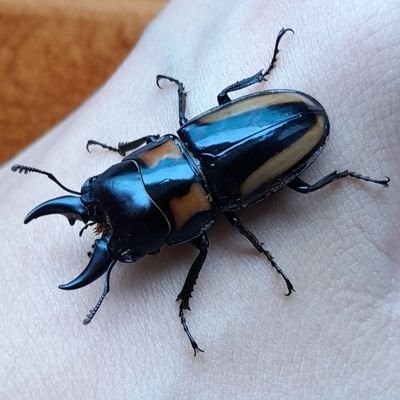Tanto bedbug ♡'s profile picture