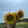 とよみ@とよmix🌻🐾 profil fotoğrafı