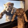Cats with Aura 😺 profil fotoğrafı