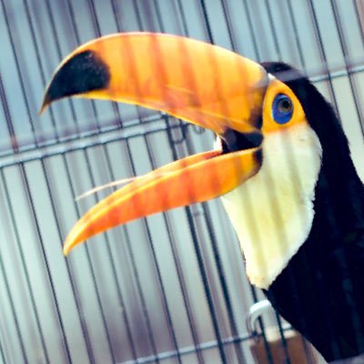 夏が好きなぶた's profile picture