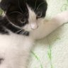 ぶっちょでーす's profile picture