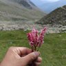 Фото профиля Lite Hisabs Manz