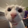 Profilbild von meow☀️