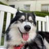 Фото профиля Loki