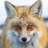 Profilbild von Foxbite2