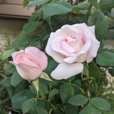 EverGreen15387's profile picture