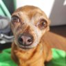 Profilbild von DASHVLR