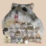 Profilbild von ジャンガリーズハムスター