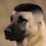 Ferdi Carrefour 的头像