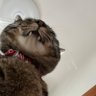 あるゆさ profil fotoğrafı
