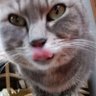 Profilbild von ãªã¹ã£ã¡