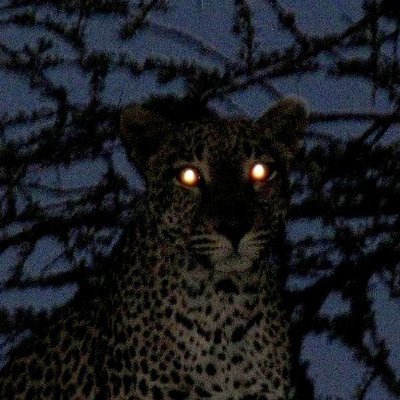 koshmaras's profile picture