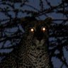 koshmaras's profile picture