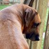 BabyFoxSherri profil fotoğrafı