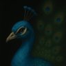 mechanicalpavo profil fotoğrafı