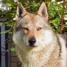 Smartwolf's profile picture