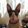 virginia vaz's profile picture