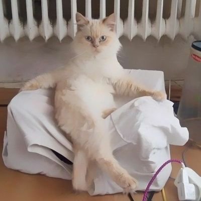 Sconez88's profile picture