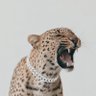LORD LAWRENCE's profile picture