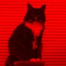 Profilbild von neph