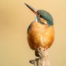Debzy G 🦅🐦⬛🦉 profil fotoğrafı