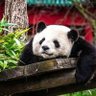 Pandalicious ็ๅคดๅ