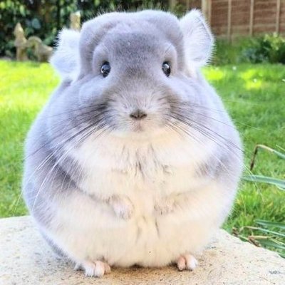 Mofumofu−4's profile picture