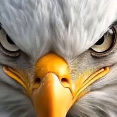 nice_xave's profile picture