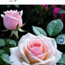 Фото профиля Debece