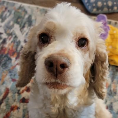 hotazgirl1's profile picture