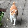 Фото профиля 野良猫