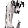 Big_Old_Dog 的头像