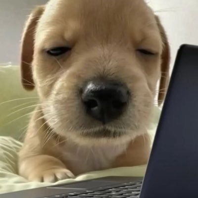 쿨🐾's profile picture