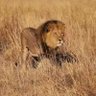 King 👑 of Beasts profil fotoğrafı