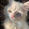 Фото профиля smol silly cat