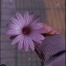 💕Muskaan💕 的头像