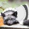 Фото профиля ギンギツネ