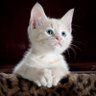 karittha Ch. (Pin)'s profile picture