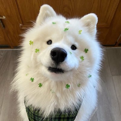 𝙜𝙜𝙚𝙩 ヅ ft. หะริดบ้อกแบ้ก 🐶's profile picture