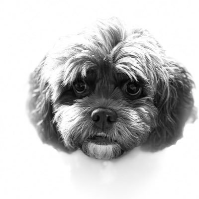 tirednursey's profile picture